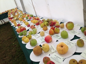 The Apple Festival had 488 varieties of apple on display. 